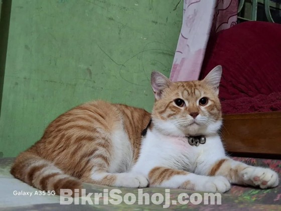 Cat